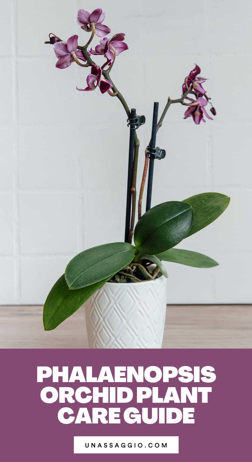 Phalaenopsis Orchid Plant Care Guide