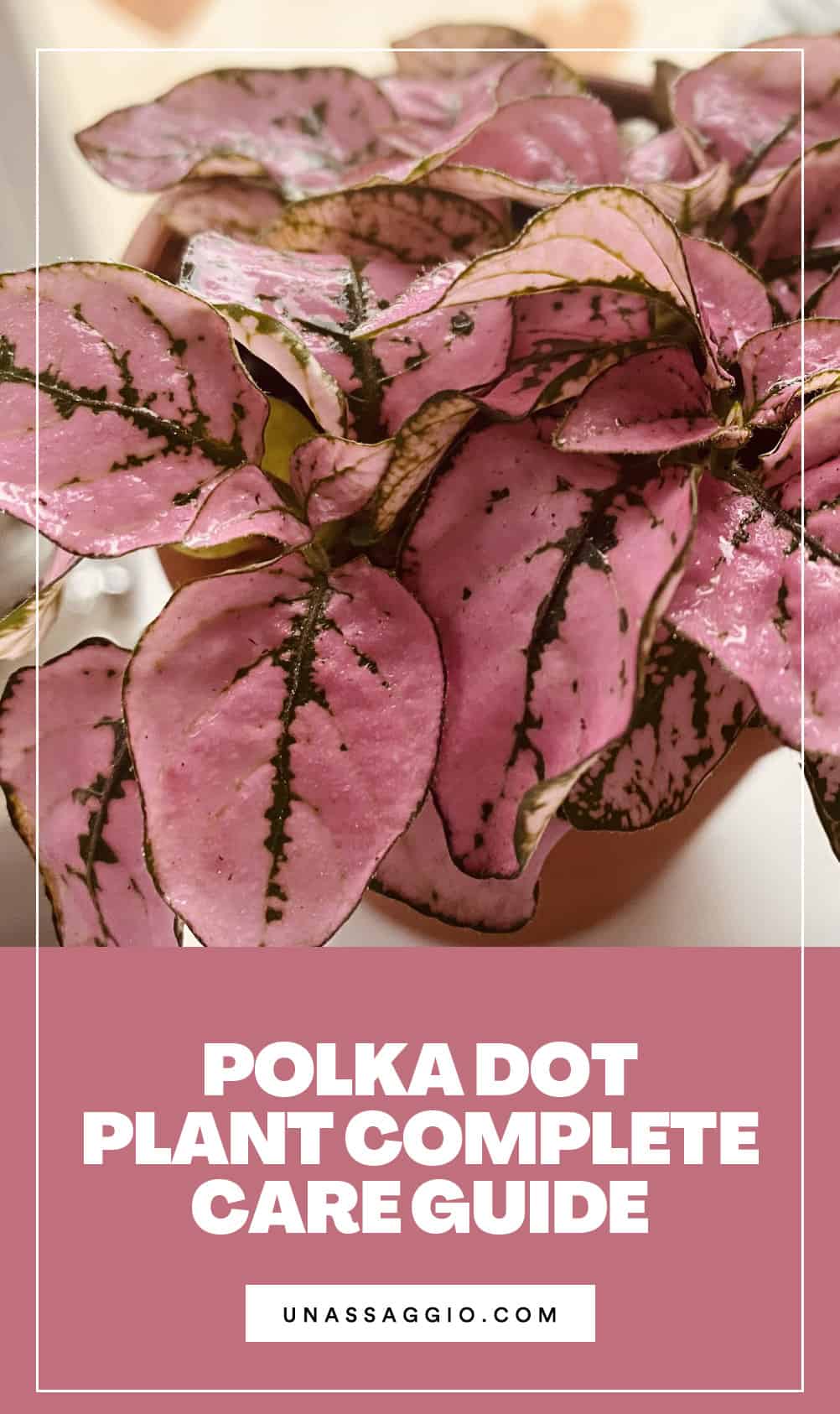Complete Guide to Polka Dot Plant Care