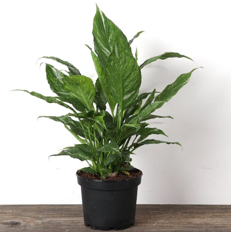 peace lily picture