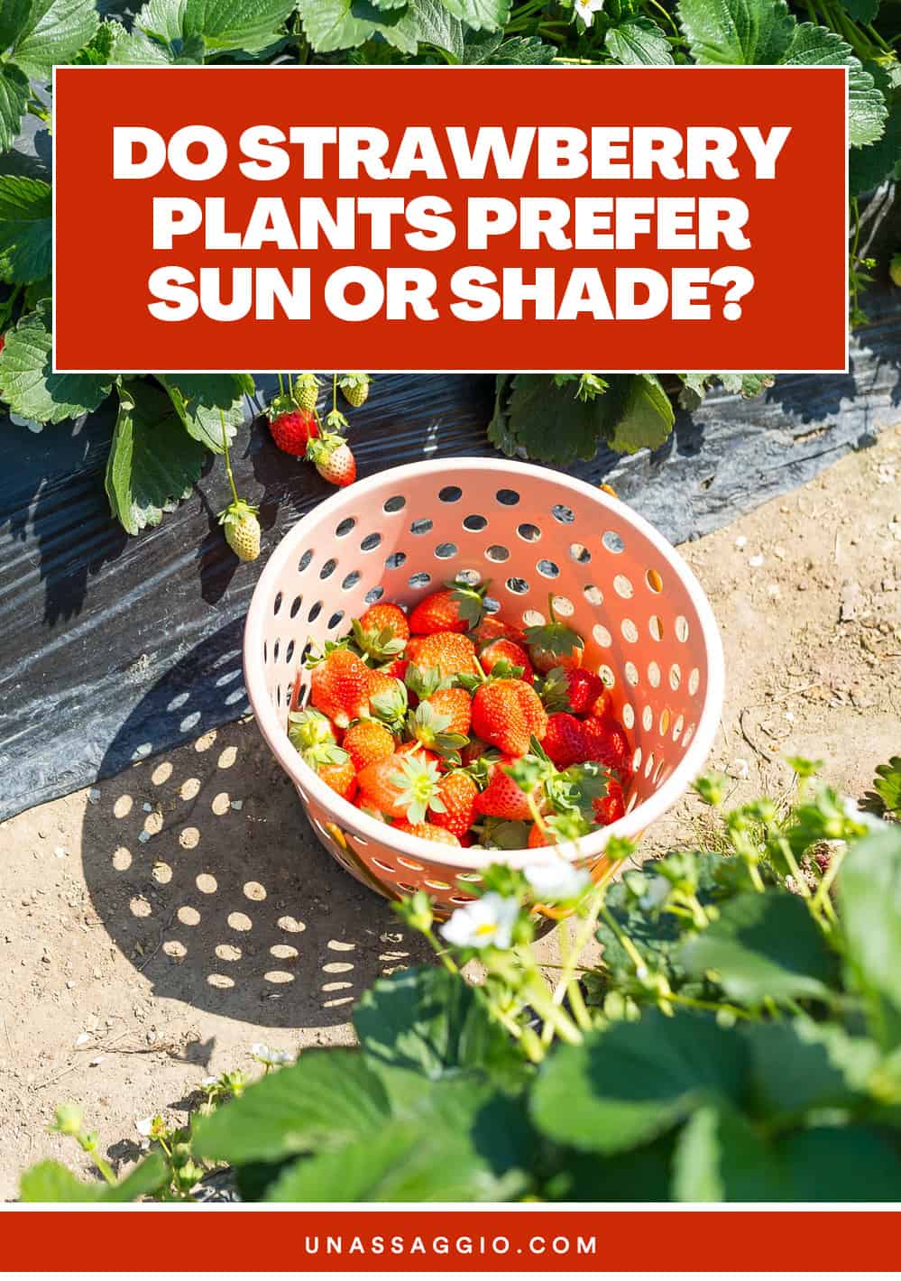 Do strawberries prefer sun or shade?