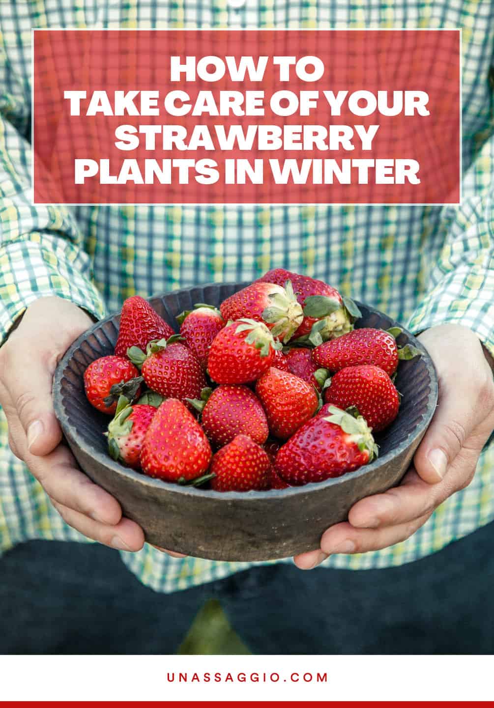 How to maintain your strawberries in winter?