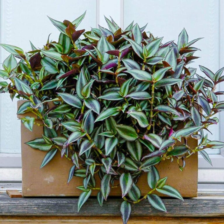 Tradescantia Zebrina Plant
