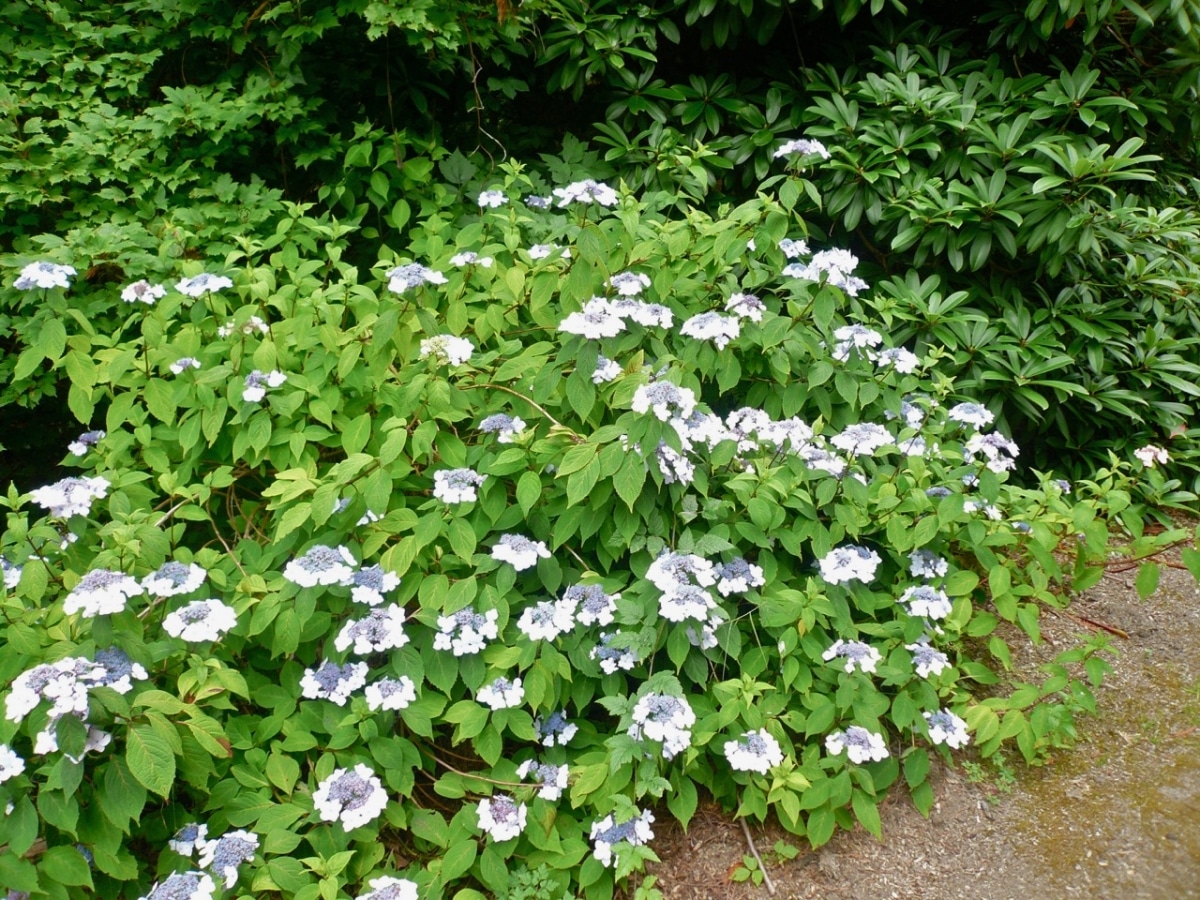 Hydrangea serrata is a shrub