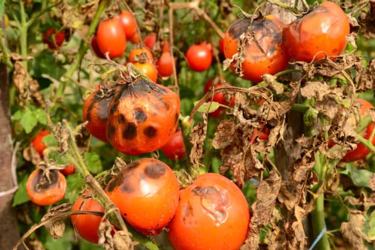 How to prevent them from destroying your crop
