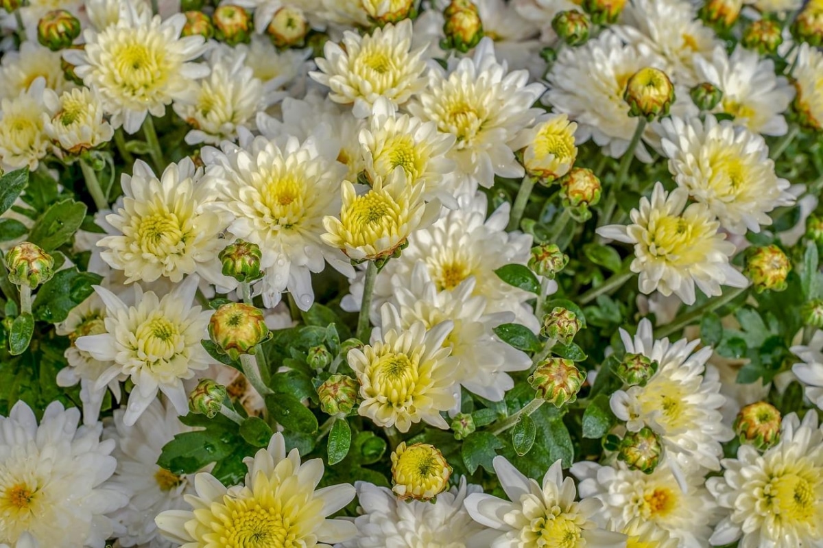 The chrysanthemum is a small plant