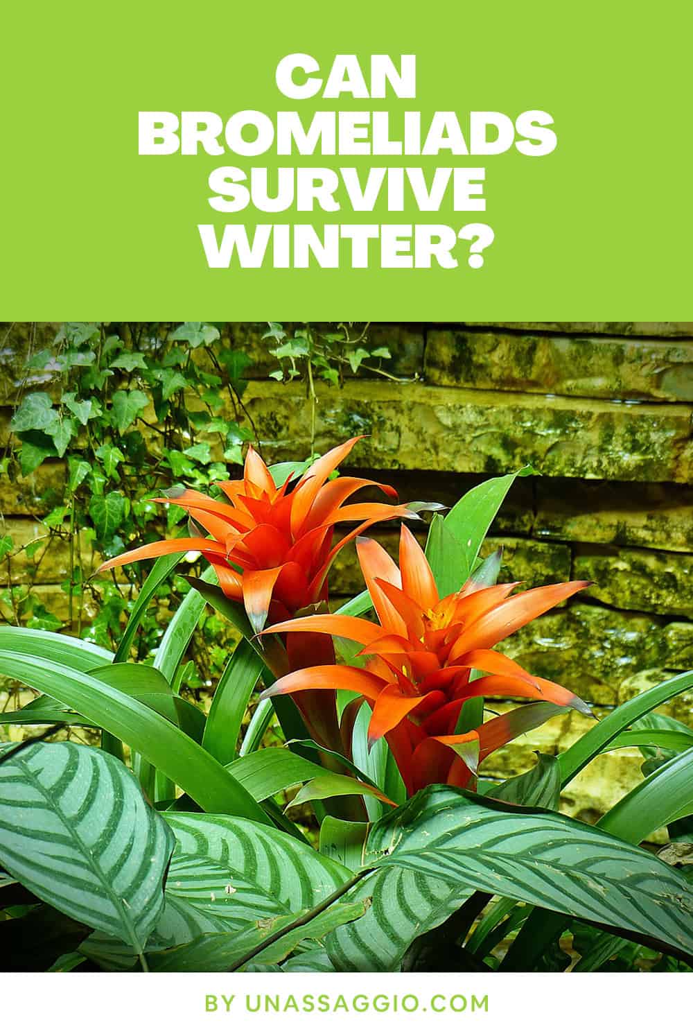 Can bromeliads survive the winter?