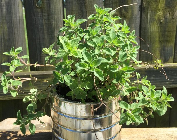 Plants to grow next to oregano tomatoes