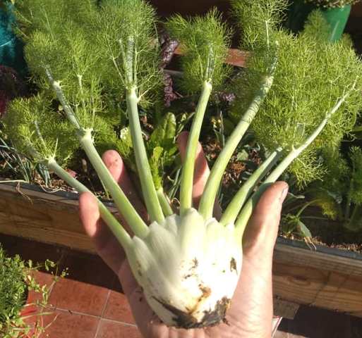 Plants to Grow Next to Fennel Tomatoes