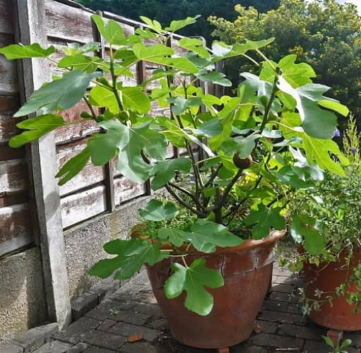 grow a fig tree in a pot
