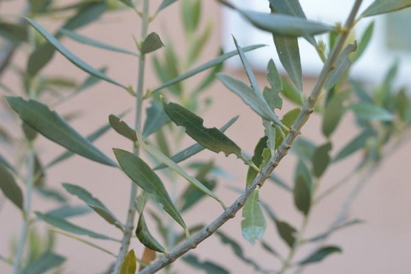 olive leaf eaten disease