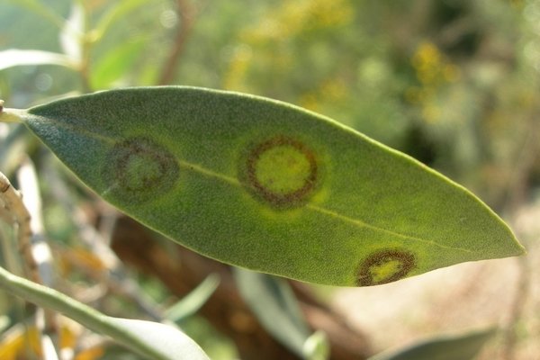 olive tree disease round spots