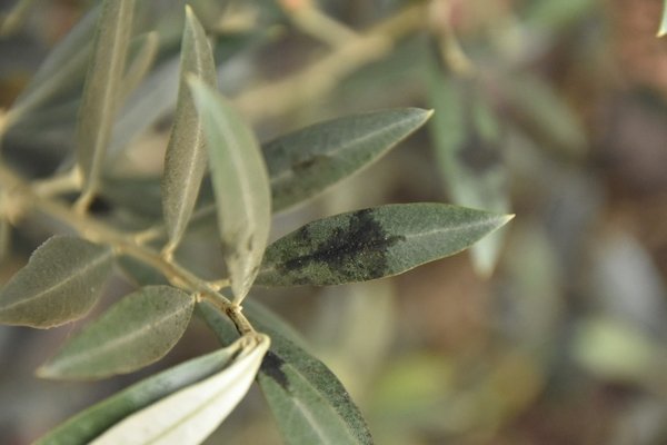 olive tree disease black sooty mold deposit