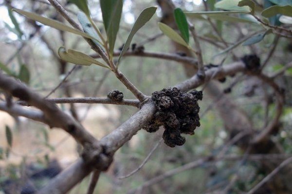 olive tree disease growth cancer