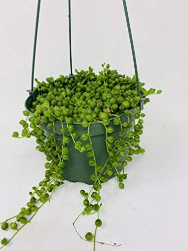 Jmamboo – Large Succulent Pearl Necklace – 6″ Hanging Basket – Senecio – Easy to Grow