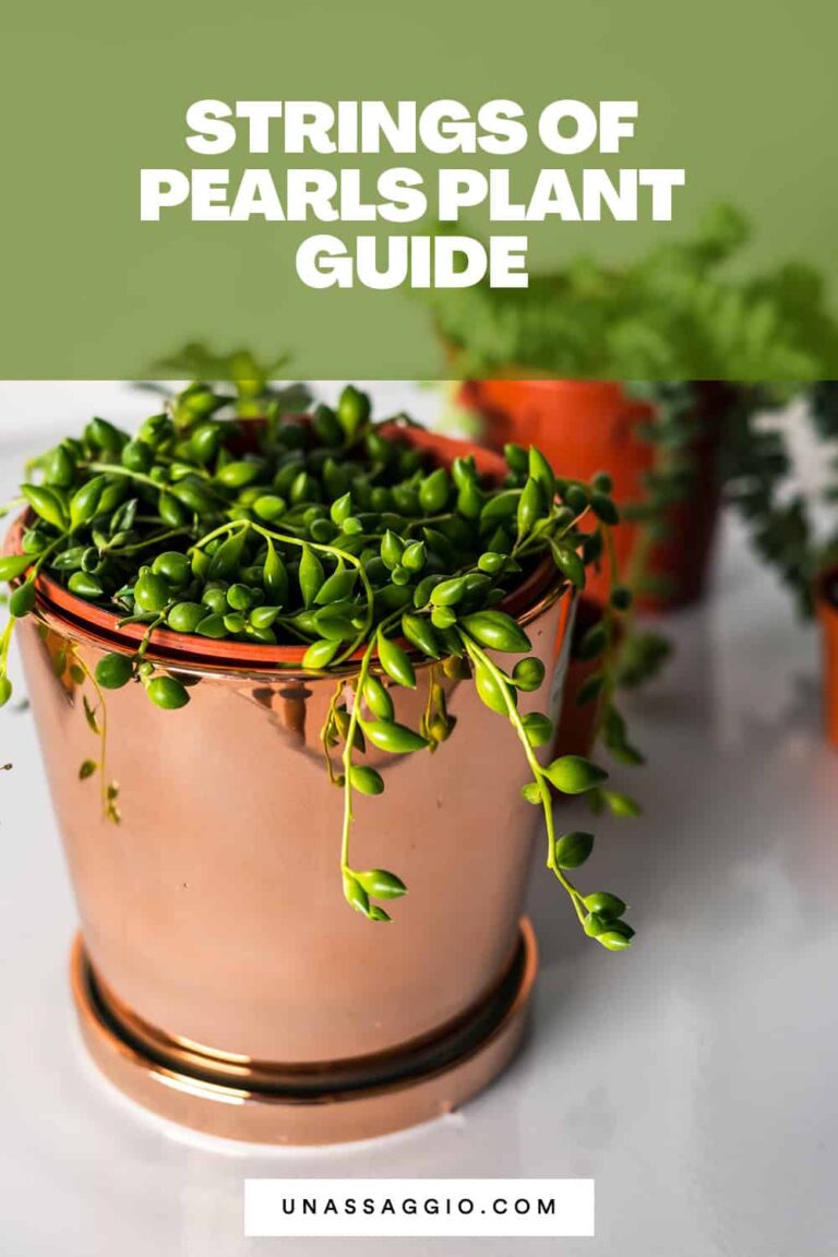 Pearl Strand Plant Guide