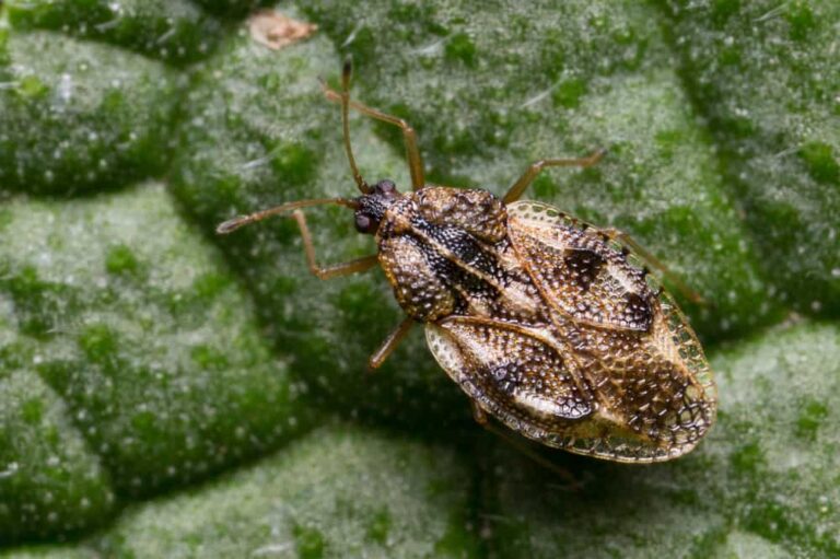 What to do if you have lace bugs in your garden