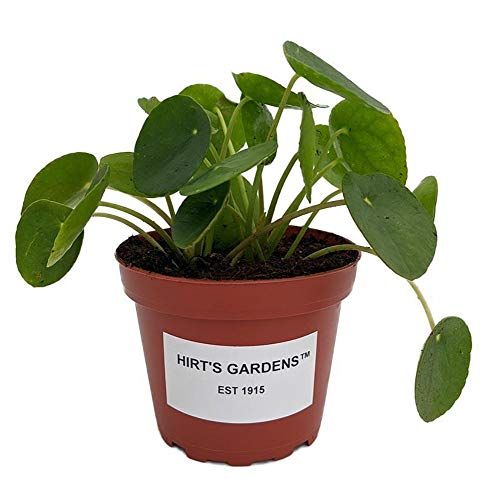 Hirt's Gardens Chinese Money Plant - Pilea peperomioides - 4″ pot