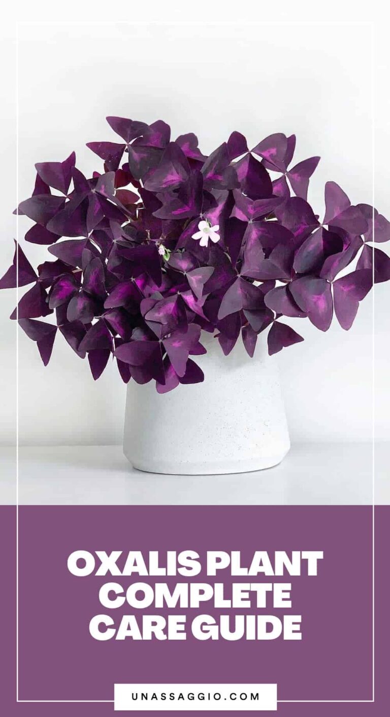oxalis unassaggio plant care guide
