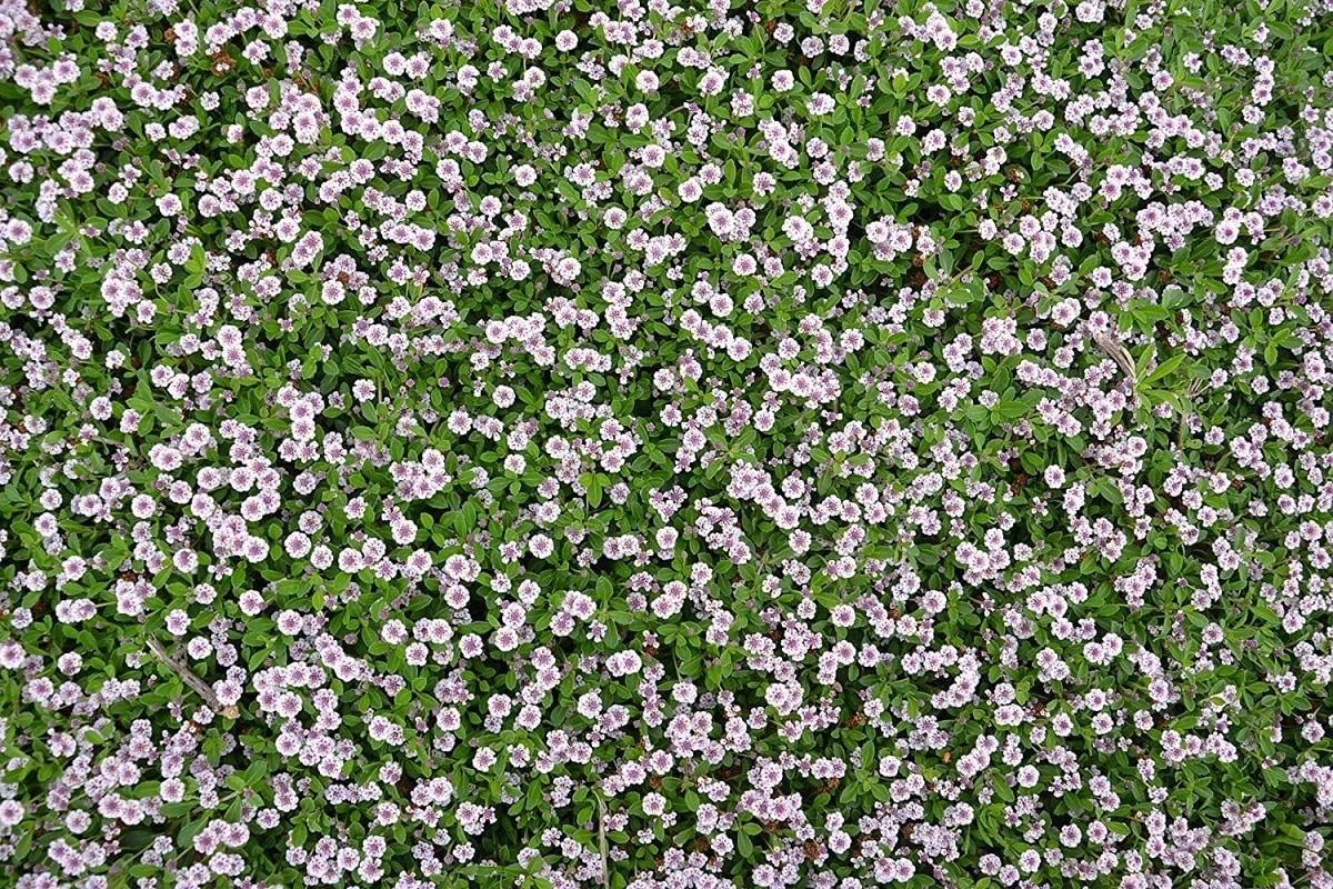 ground cover plant in winter