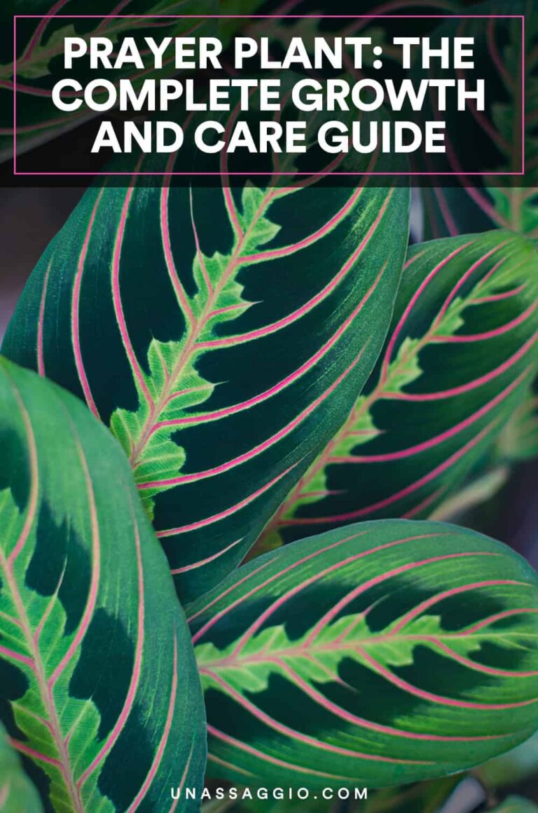 Prayer Guide for Plant Growth