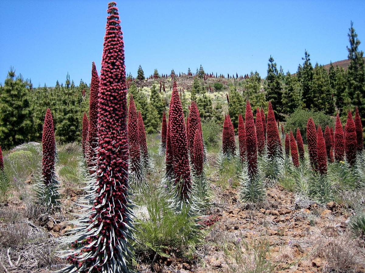 Red tajinaste is a Canarian herb