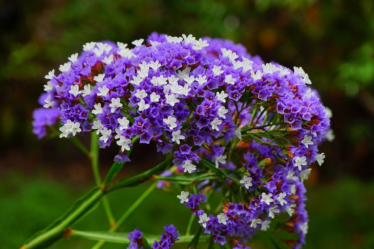 Limonium is a small-flowered herb