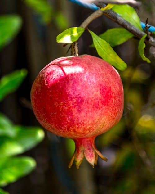 grow pomegranate in pot harvest
