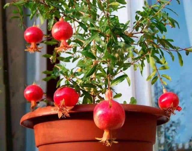 grow pomegranates in pots