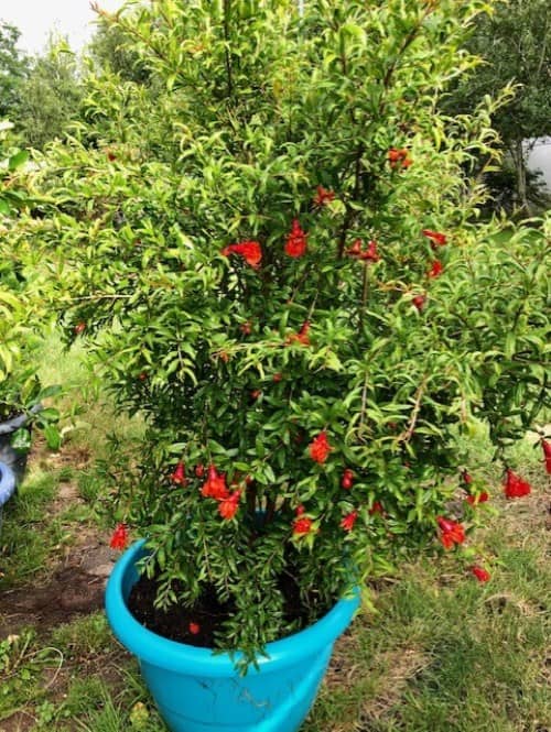 grow a pomegranate in a pot