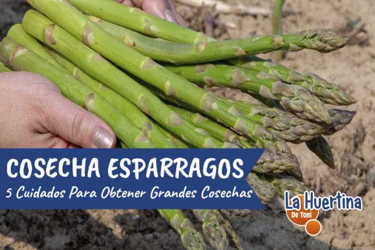 cuidados cosechar esparragos