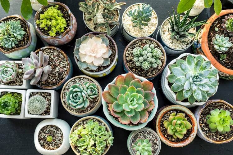 mistakes when growing succulents
