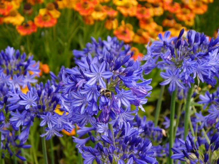 flores del agapanto