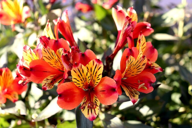 Alstroemeria: cuidados