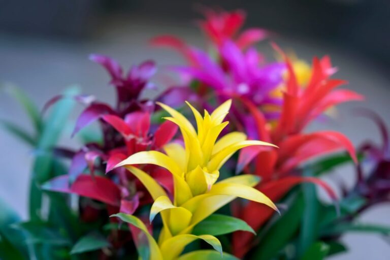 Can I put my bromeliad plants outside?
