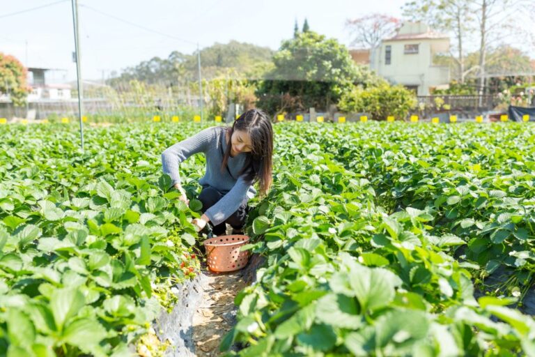 Is Epsom salt good for strawberries?