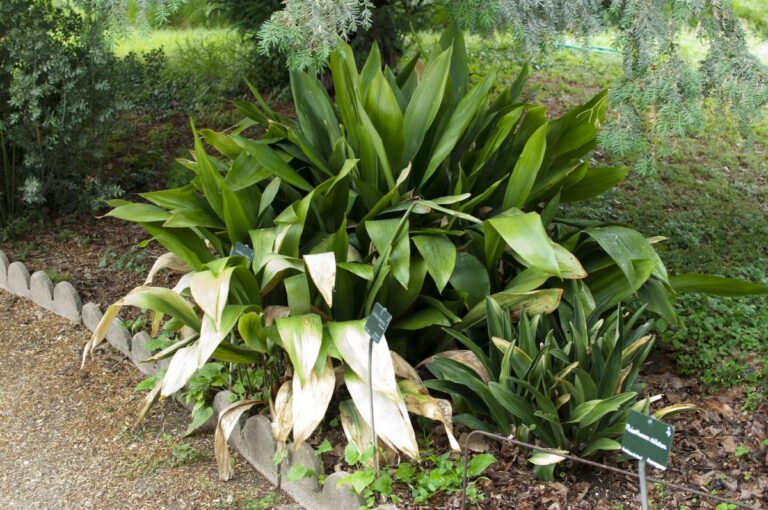 Aspidistra: cuidados