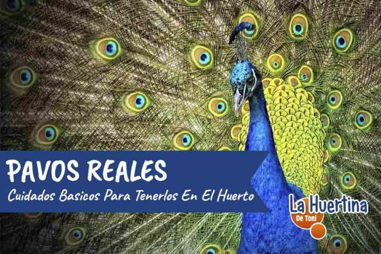 pavos reales en casa