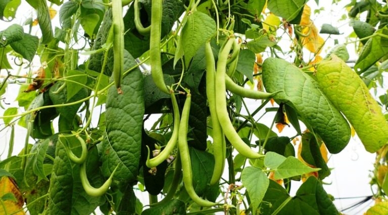 Bean root rot and bean stalk