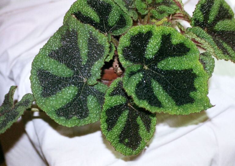Begonia masoniana: cuidados