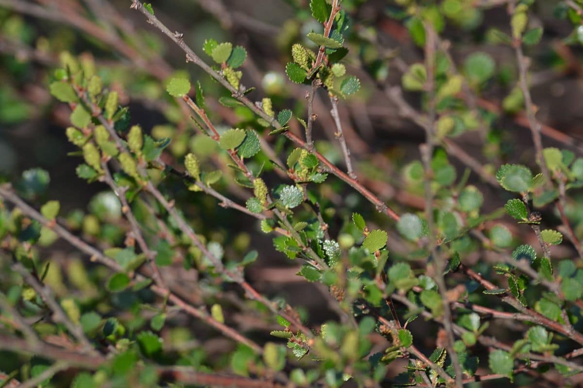 Betula nana is the dwarf birch