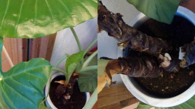 Broken elephant ear plant stem