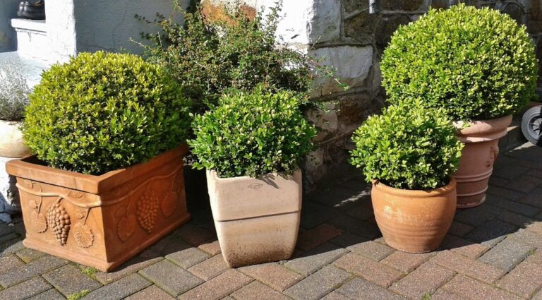 Buxus sempervirens: cuidados