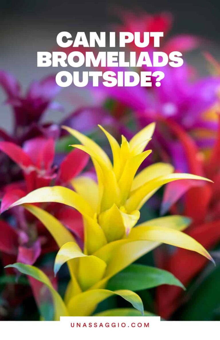 Can I put my bromeliad plants outside?