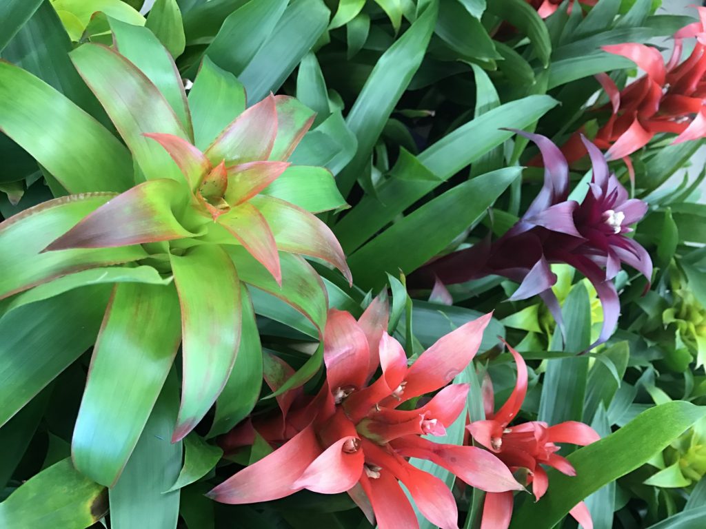 Are bromeliads easy to care for?