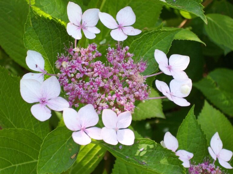 La Hydrangea serrata es un arbusto