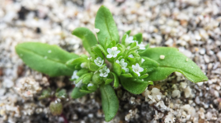Cultivation of Valerianella or Soncino