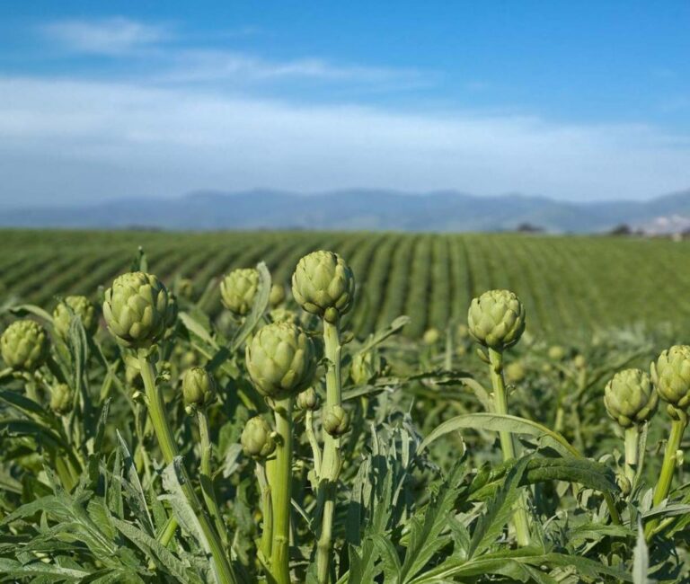Cultivation of artichokes