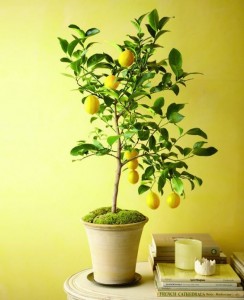 indoor lemon tree in pot