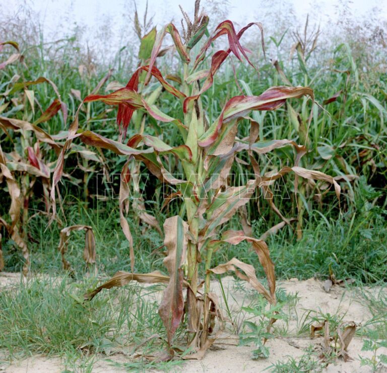 Cultures inside spiral fences: habitat and food
