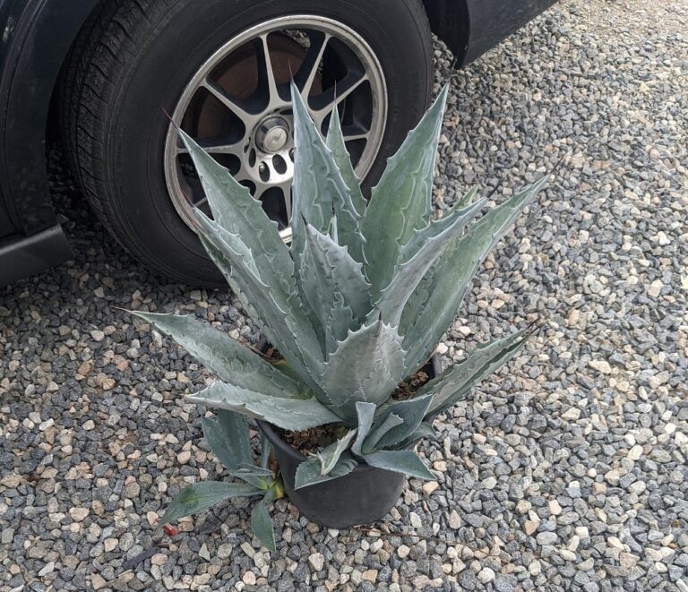 Difference Between Agave and Aloe Vera (With Similarities) - ISPUZZLE